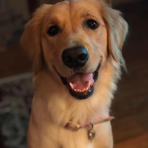 Meet your Posher, Liz